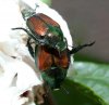 Popillia japonica - japanese beetle.jpg