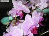 Sphrodo's on orchids.jpg