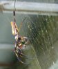 banana_spiders_with_their_prey_001_sma.jpg