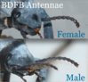 Male_Female_Antennae.png