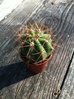 unk cactus 1-1.jpg