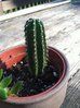 unk cactus 2-1.jpg