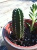 unk cactus 2-2.jpg