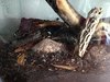 Orthoporus ornatus in new terrarium (3).JPG