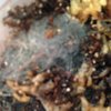 Hapalopus sp Columbia sling just molted (6).JPG