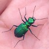 Six-Spotted Tiger Beetle2.jpg