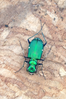 Six-Spotted Tiger Beetle1.png