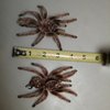 2molts.jpg
