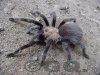 Arachno Aphonopelma GQ.JPG