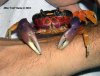 crab0462.jpg