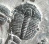 trilobite 01.jpg