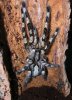 Poecilotheria-fasciata.jpg