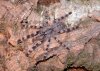 Poecilotheria-formosa.jpg