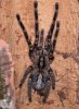 Poecilotheria-ornata.jpg