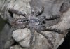 Poecilotheria-pederseni.jpg