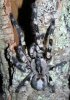 Poecilotheria-regalis.jpg