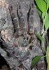 Poecilotheria-rufilata.jpg