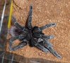 Pamphobeteus sp blue bloom post molt.jpg