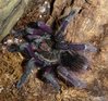Pamphobeteus sp Ecuador post molt 2.jpg