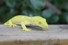 Geckos 033.JPG