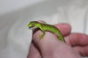 baby geckos 001.JPG