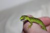 baby geckos 001.JPG