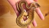 Lemon Blast Royal (Ball) Python.JPG