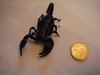 scorpion size.jpg