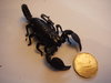 scorpion size 2.jpg