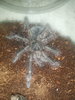 T. stirmi.jpg