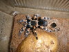 B smithi newly molted.JPG