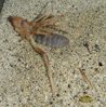 Solifugid molting - 2.jpg Solifugid molting - 2.jpg