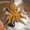 pterinochilus murinus pic2-08-25-2016.jpg
