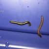 two millipedes.JPG