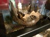 scorp in enclosure.jpg scorp in enclosure.jpg