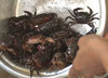 Soft-Sheel-Crab-for-Som-Tam-Sticky-Rice-Eating-in-Thailand.jpg