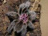 jcs-grammostola-rosea-24987.jpg