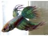 Green crowntail.JPG