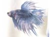 Blue crowntail.JPG