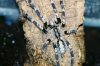 Poecilotheria smithi 10.jpg