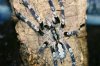 Poecilotheria smithi 12.jpg