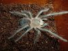 Lasiodora-parahybana_6.jpg