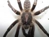 Haplopelma sp Male 003 c.jpg