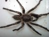 Haplopelma sp Male 002 c.jpg