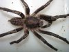 Haplopelma sp Male 005 c.jpg