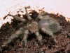 smithi.jpg