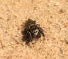 salticidae2.jpg