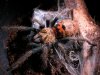 chromatopelma.jpg