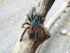 A. versicolor (4).PNG