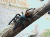 A. versicolor (5).PNG